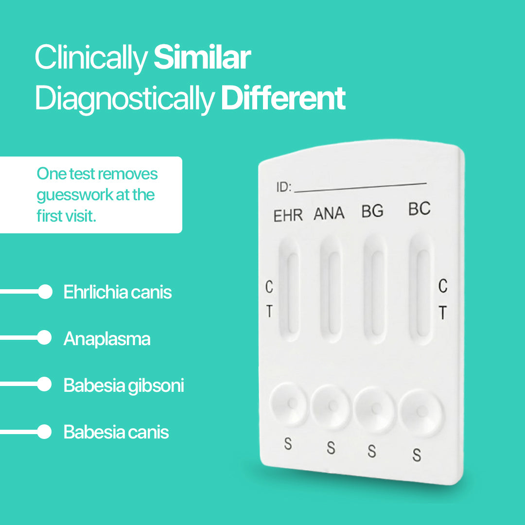 Accuvet 4-Combo Tick Panel (Canine) | 2 Tests
