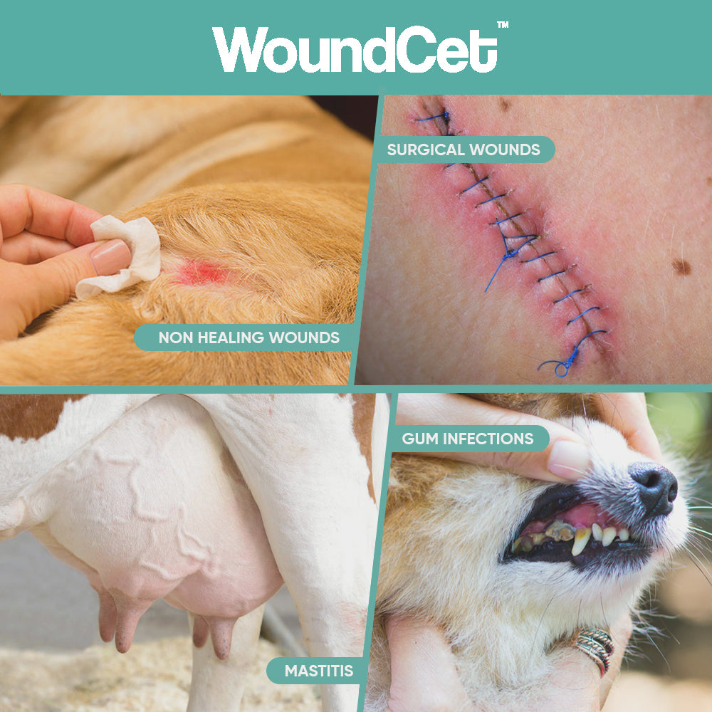 Woundcet Gel by VetCetera Health Care | Pack of 2 | 50 Grams