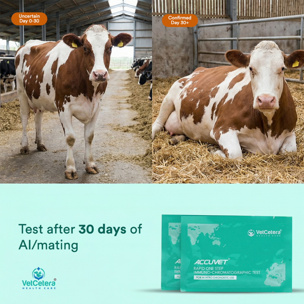 Accuvet Bovine Pregnancy Test Kit for Cows | Accurate Results from Day 30
