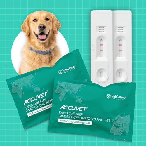 Canine Distemper Virus (CDV) Antigen Rapid Test | Accuvet CDV-Ag Kit