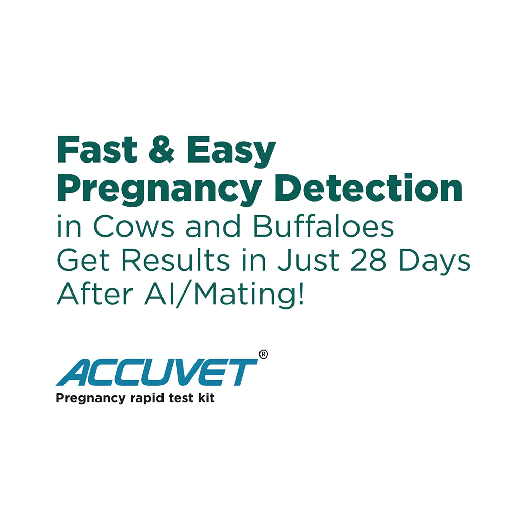 Accuvet Bovine Pregnancy Test Kits | 2 Tests | Rapid & Accurate Buffalo Pregnancy Detection Kits