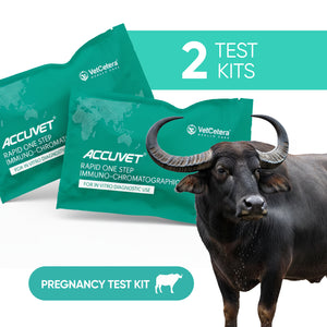 Accuvet Bovine Pregnancy Test Kits | 2 Tests | Rapid & Accurate Buffalo Pregnancy Detection Kits