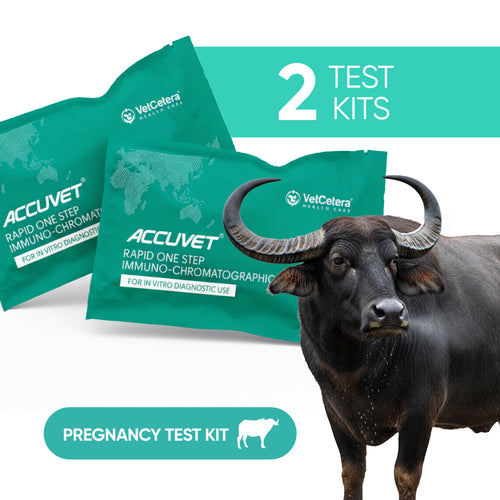 Accuvet Bovine Pregnancy Test Kits | 2 Tests | Rapid & Accurate Buffalo Pregnancy Detection Kits