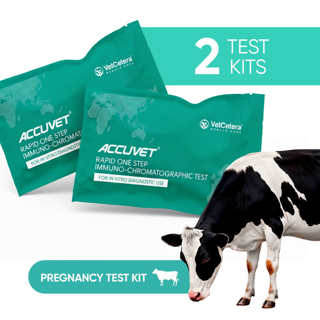 Accuvet Bovine Pregnancy Test Kits | 2 Tests | Rapid & Accurate Cow Pregnancy Detection Kits