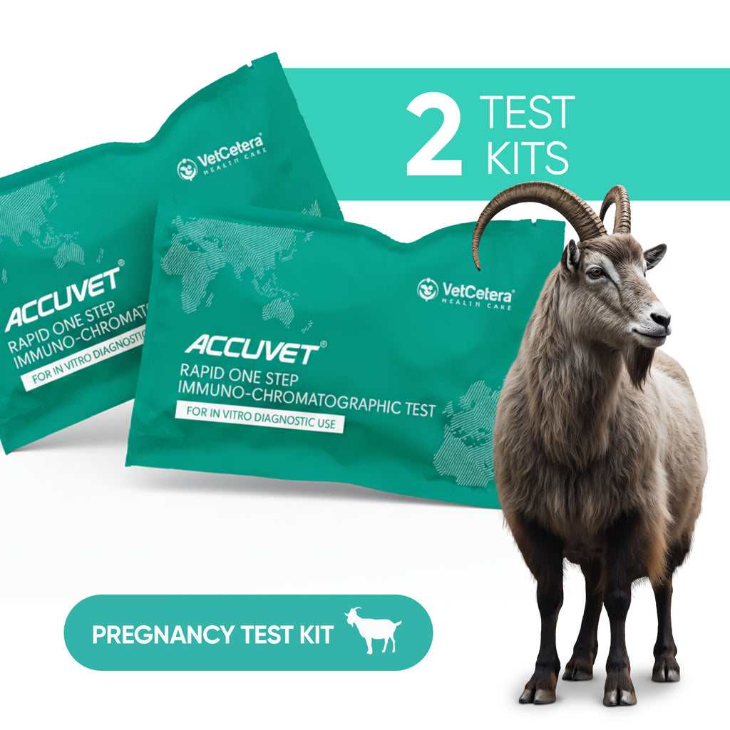 Accuvet Bovine Pregnancy Test Kits | 2 Tests | Rapid & Accurate Goat Pregnancy Detection Kits