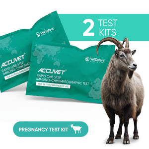 Accuvet Bovine Pregnancy Test Kits | 2 Tests | Rapid & Accurate Goat Pregnancy Detection Kits