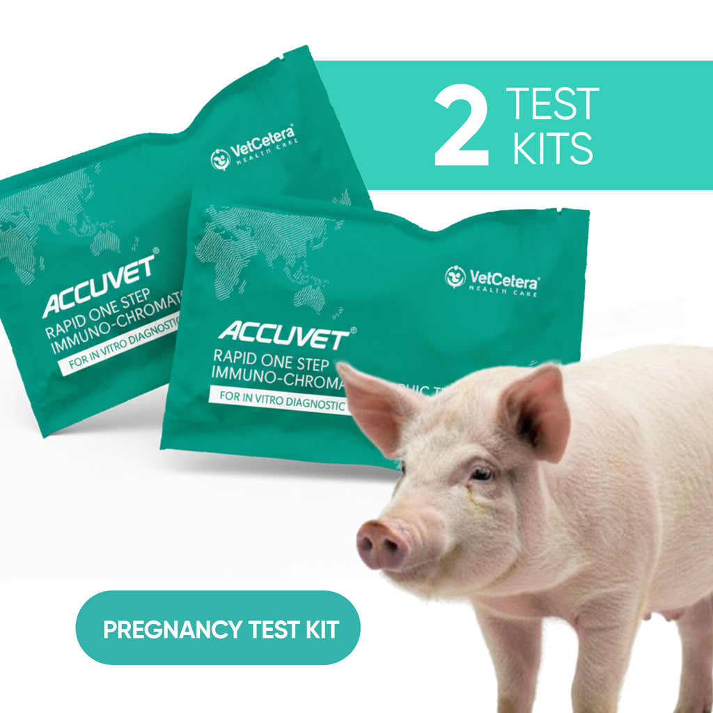 Accuvet Pig Pregnancy Test Kits | 2 Tests | Rapid & Accurate Pig Pregnancy Detection Kits